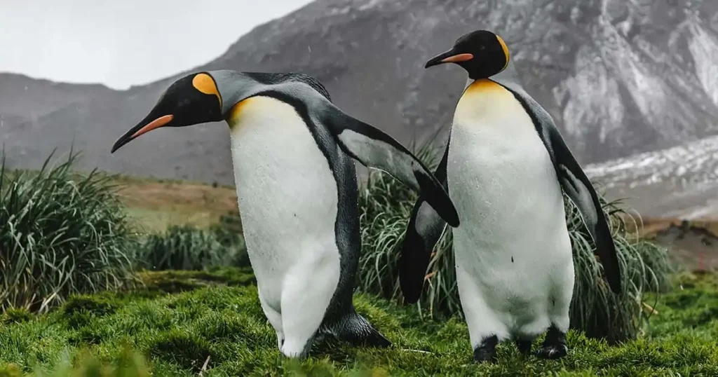 Monogamy is Pretty Common in Penguin