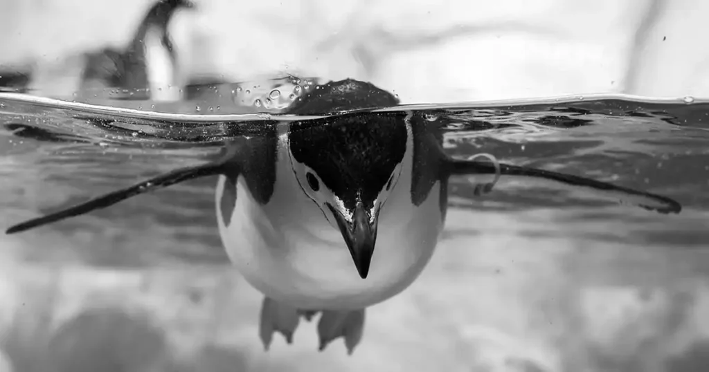 Penguins are Amazing Swimmers